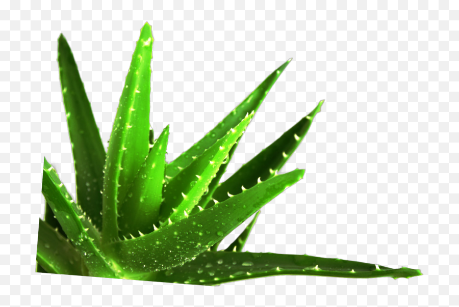 Succulent Plant Medicine Medicinal Plants - Aloe Vera Leaf Medicinal Plants Used In Cancer Treatment Png,Succulent Transparent Background