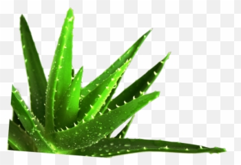 Succulent Plant Medicine Medicinal Plants - Aloe Vera Leaf Medicinal Plants Used In Cancer Treatment Png,Succulent Transparent Background