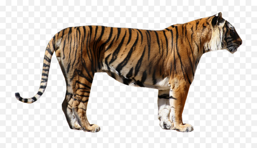 Tiger Transparent Png - Polar Bear Tiger Size Comparison,Tiger Transparent