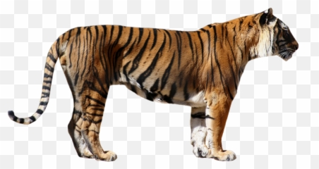 Tiger Transparent Png - Polar Bear Size Comparison