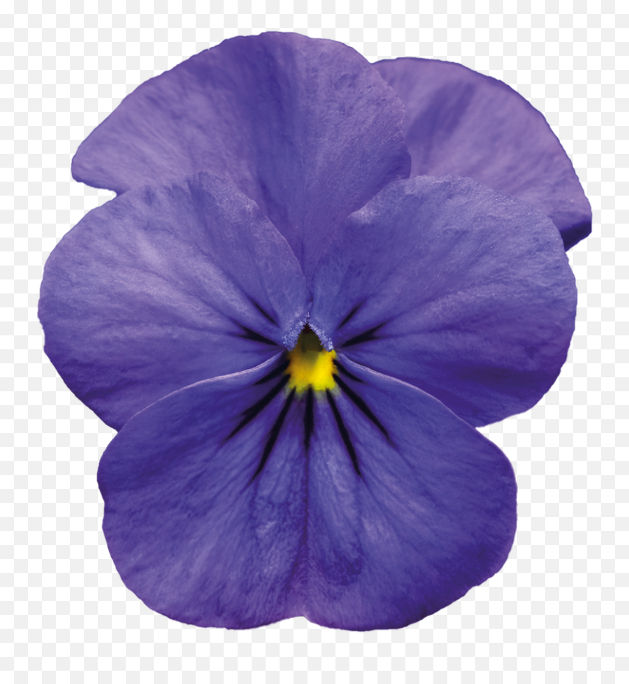 Violet - Violet Flower Png,Violets Png