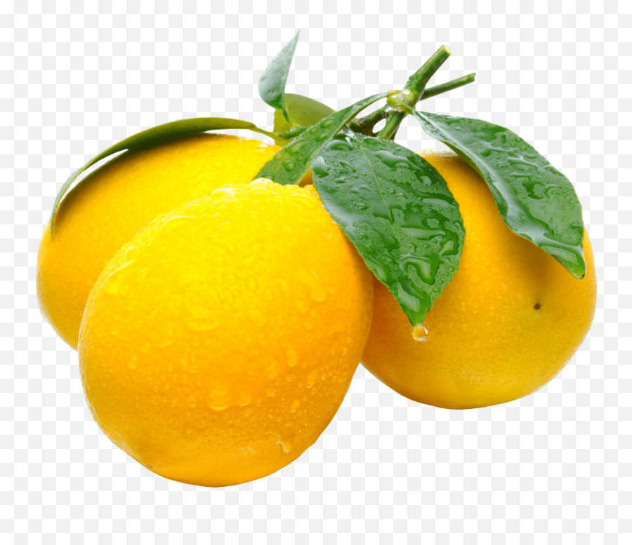 Hd Free Png Download Lemons Images - Lemon On Branch Png,Lemons Png
