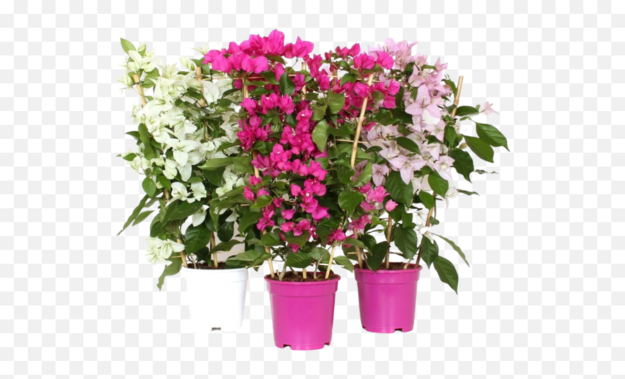 Bougainvillea Vita Toscana Rack - Flowerpot Png,Bougainvillea Png