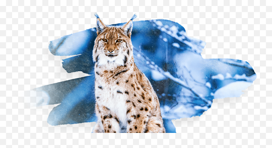 Eurasian Lynx - Bobcat Png,Lynx Png