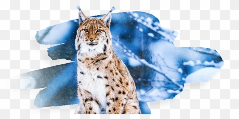 Eurasian Lynx - Bobcat Png,Lynx Png