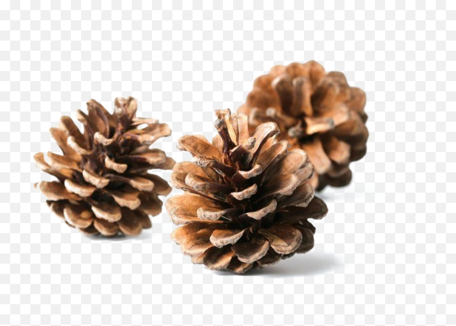 Download Free Png Pine Cone - Pinecones,Pine Cone Png