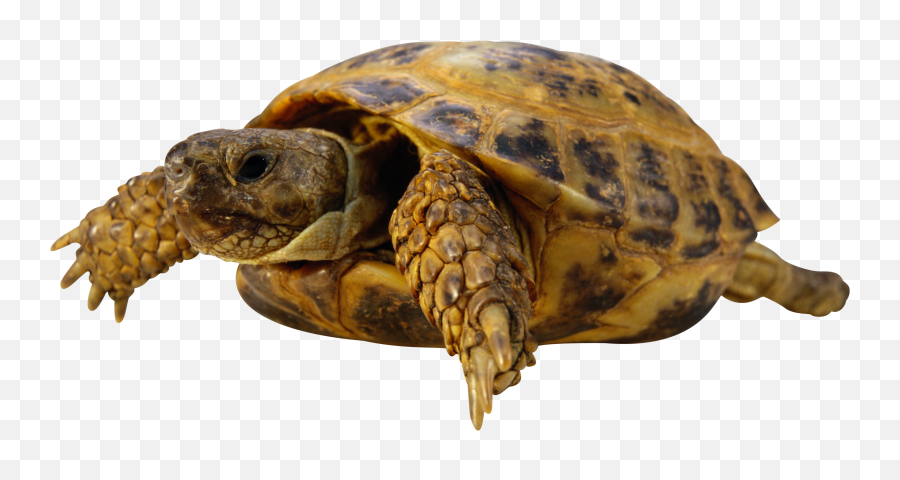 Turtle Png Image Without Background - Wonder Pets,Turtle Png