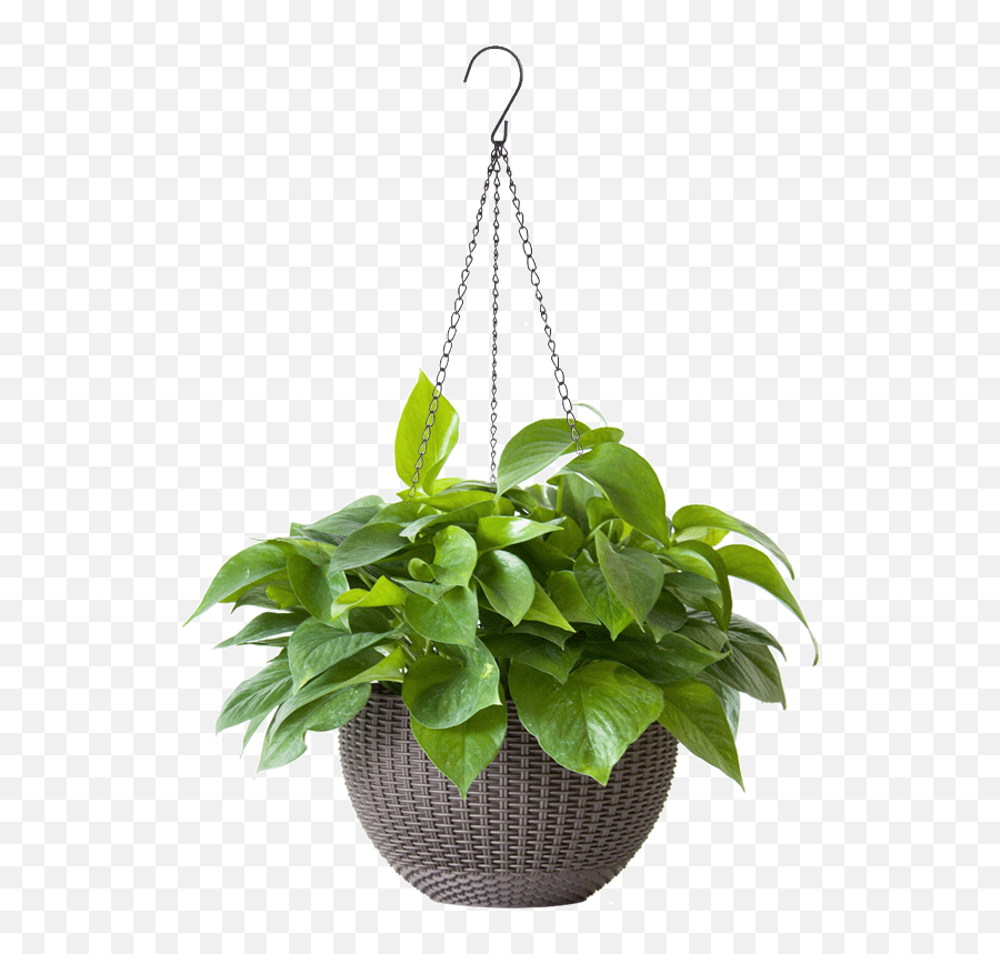Green Radish Ivy Indoor Plant - Potted Plants Png,Green Plant Png