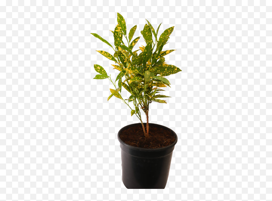 Croton Gold Dust - Gold Dust Croton Tall Stem Png,Gold Dust Png