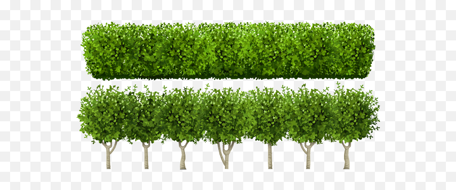 Know Your Plants Choose The Right Trees And Shrubs - East Hedges Vector Png,Shrubs Png