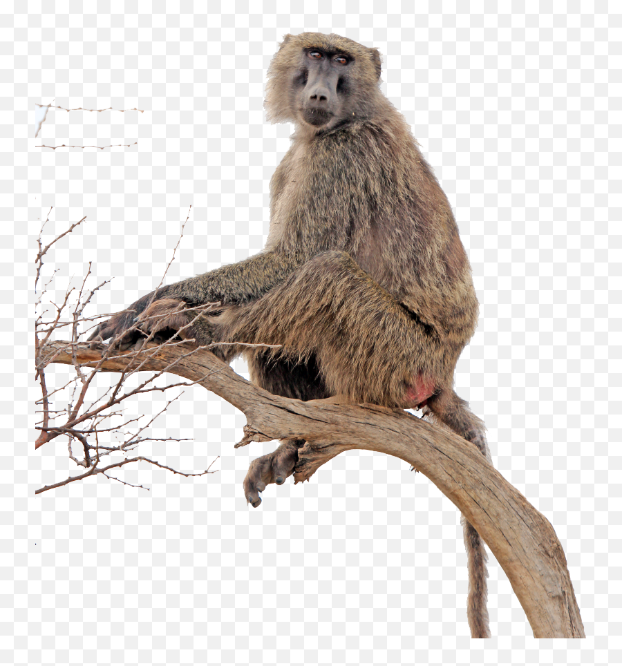 Free Monkey Png Transparent Download - Baboon Transparent,Monkey Transparent