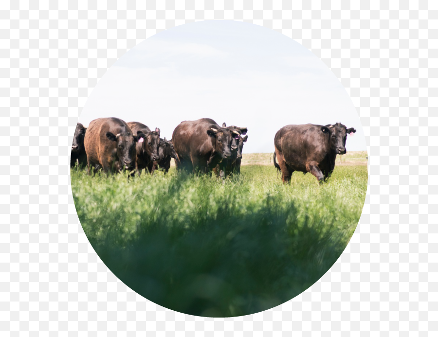 Dairy Cattle Sessions Png