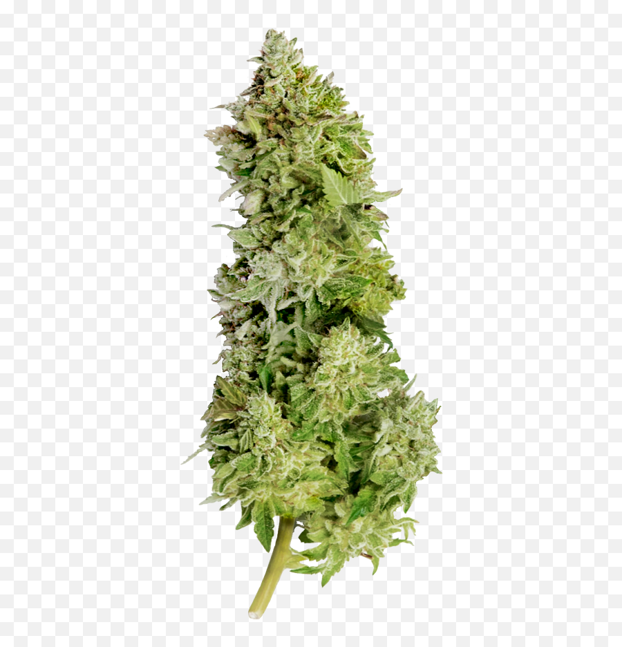 Beast Mode Auto - Beast Mode Seeds Png,Weed Nugget Png