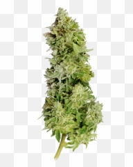 Beast Mode Auto - Beast Mode Seeds Png,Weed Nugget Png