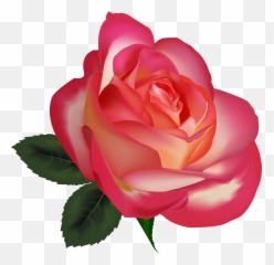 Pink Roses Flowers Png 39880 - Free Icons and PNG Backgrounds Best
