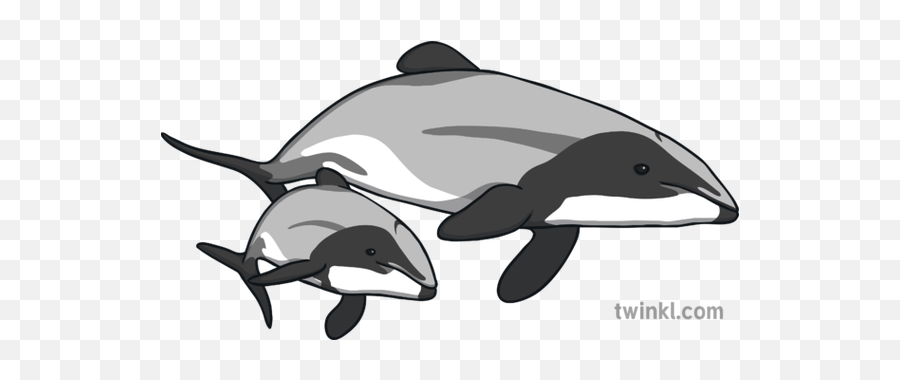 Hectors Dolphin Mother Calf Illustration - Twinkl Dolphin Icon Png,Dolphin Icon