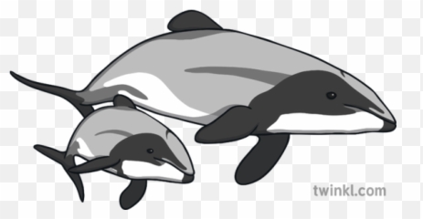 Hectors Dolphin Mother Calf Illustration - Twinkl Icon png