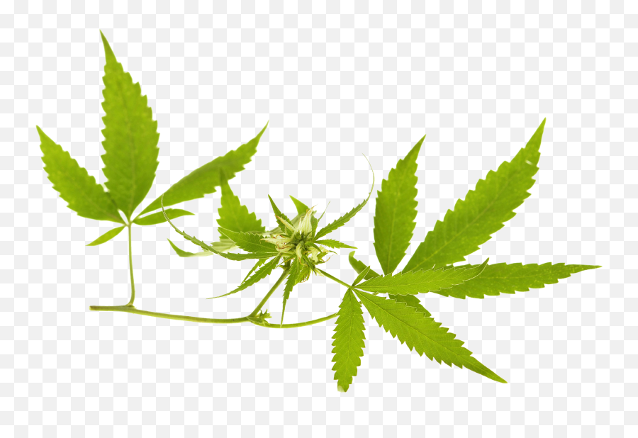 Download Cannabis Png Image For Free - Cannabis Banner Png,Marijuana Leaf Transparent