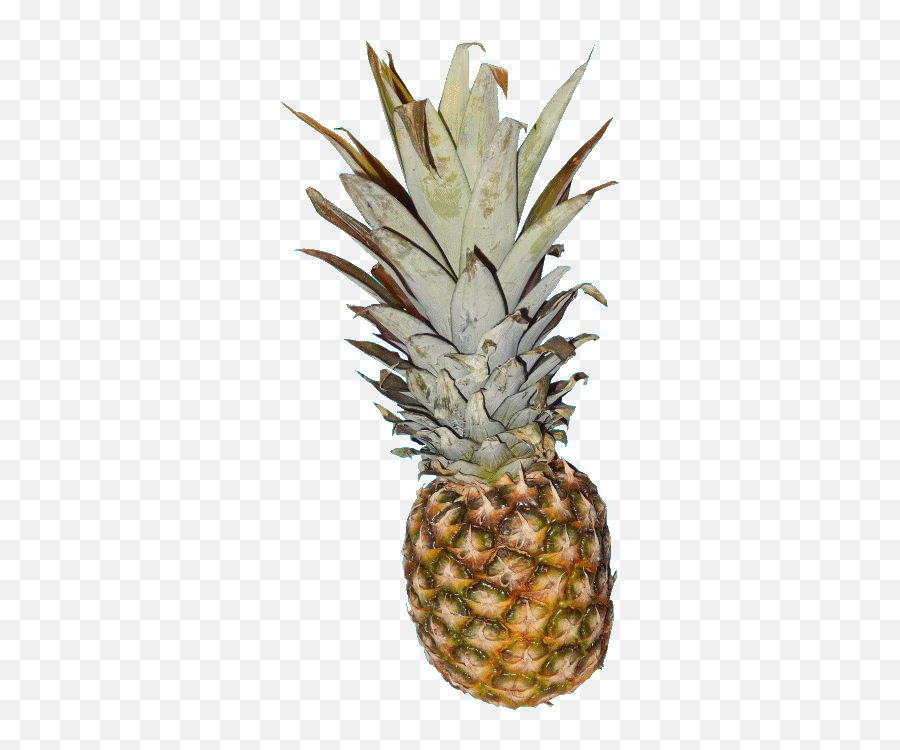 T R A N S P E Pineapple Pictures And The Gif By Me Sticker - Describe Yourself Describe Of Pineapple Fruit Png,Pineapple Transparent
