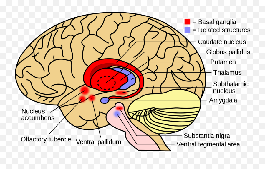 Basal Ganglia - Wikipedia Basal Ganglia Png,Human Brain Png
