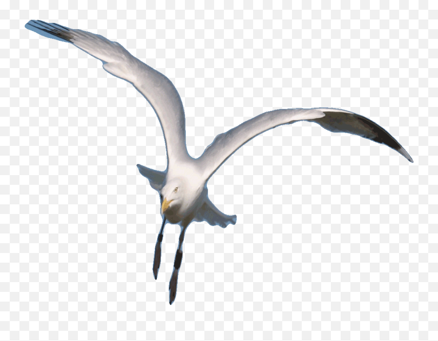 Flying Seagull Transparent Gifs Png