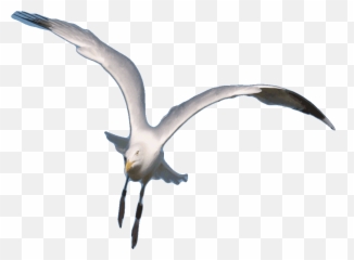 Flying Seagull Transparent Gifs Png
