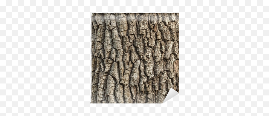 Tree Bark Png Picture