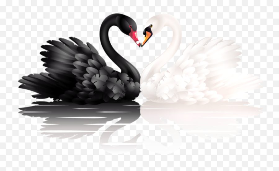 Black And White Swan Png - Black Swan White Swan,Swan Png
