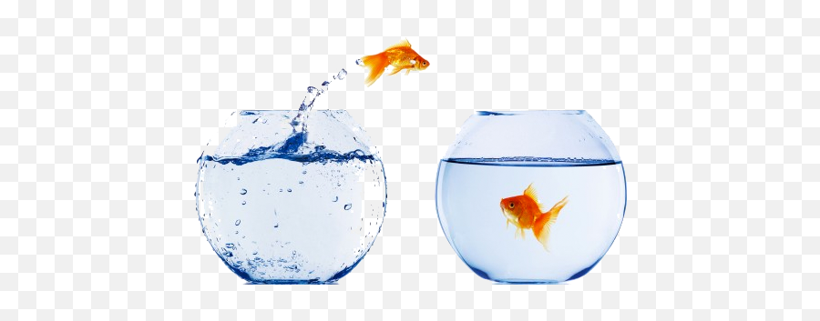 Download Goldfish In Bowl Png - Crosscall Shark V2 64 Mb Goldfish,Goldfish Icon