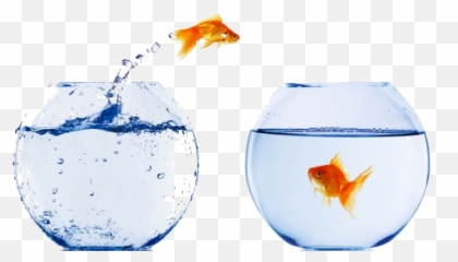 Download Goldfish In Bowl Png - Crosscall Shark V2 64 Mb Goldfish,Goldfish Icon