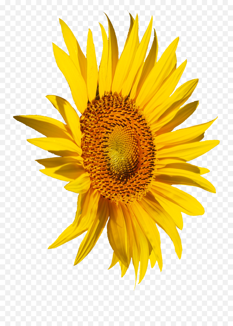 4 Sunflower Png Transparent Onlygfxcom - Portable Network Graphics,Watercolor Sunflower Png