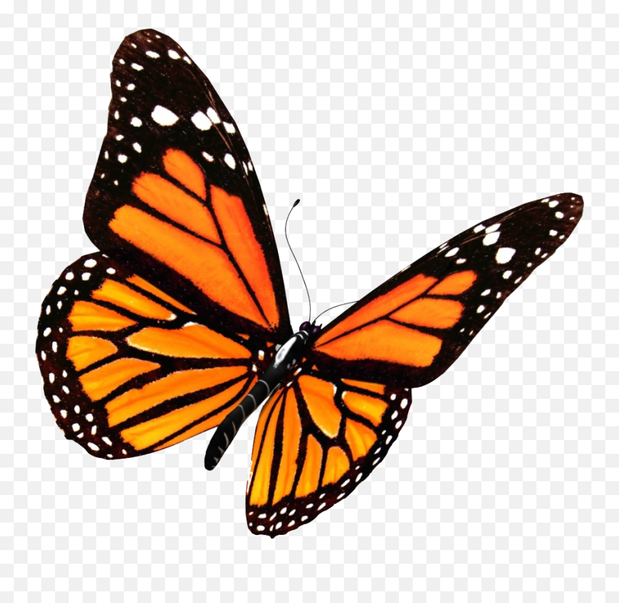 Butterflies Transparent Png 5 Image - Transparent Background Butterfly Png,Transparent Png