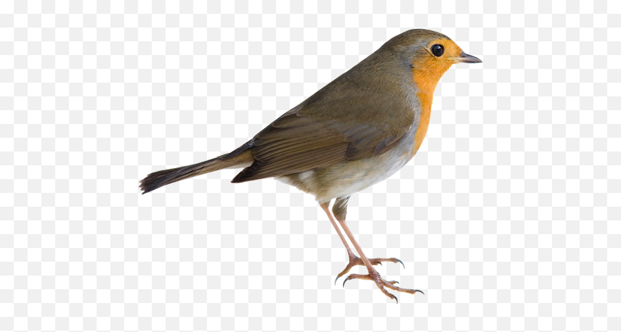 American Robin Png Picture - Transparent Background American Robin Png,Robin Png