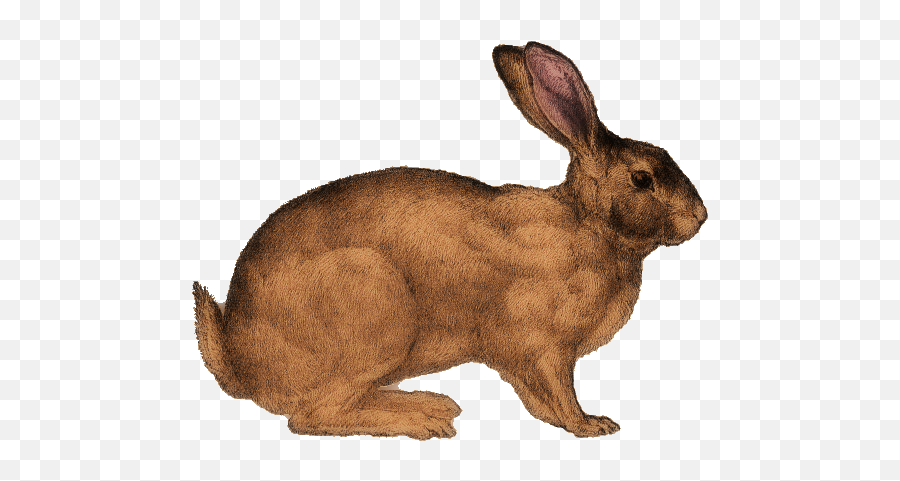 The Graphics Diva Free Vintage Graphic - Handsome Rabbit Domestic Rabbit Png,Rabbit Transparent Background