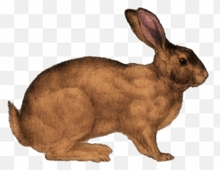 The Graphics Diva Free Vintage - Handsome Rabbit Domestic png