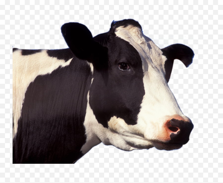 Cow Face Png Head Images Free Download - Cow Png,Face Png