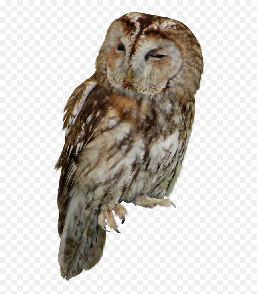 Tawny Owl Bird Of Prey - Owl Png Download 10241175 Free Tawny Owl Png,Owl Transparent