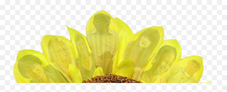 Cropped - Croppedfrwaltermunnawebsitelogosunflowerpart African Daisy Png,Sunflower Logo