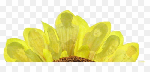 Cropped - Croppedfrwaltermunnawebsitelogosunflowerpart African Daisy Png,Sunflower Logo