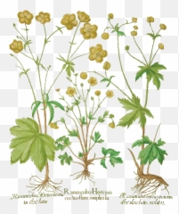 Filebasil - Beslerhortuseystettensis16135png Wikimedia Basil,Basil Png