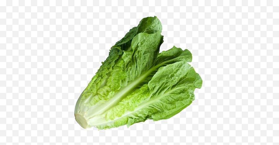 Download Romaine Lettuce Png Image With - Cos Lettuce,Lettuce Png