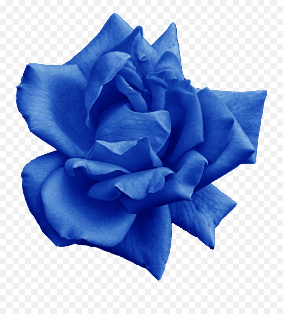 Download Hd Png File Size - Blue Rose,Blue Rose Png
