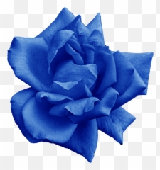 Download Hd Png File Size - Blue Rose