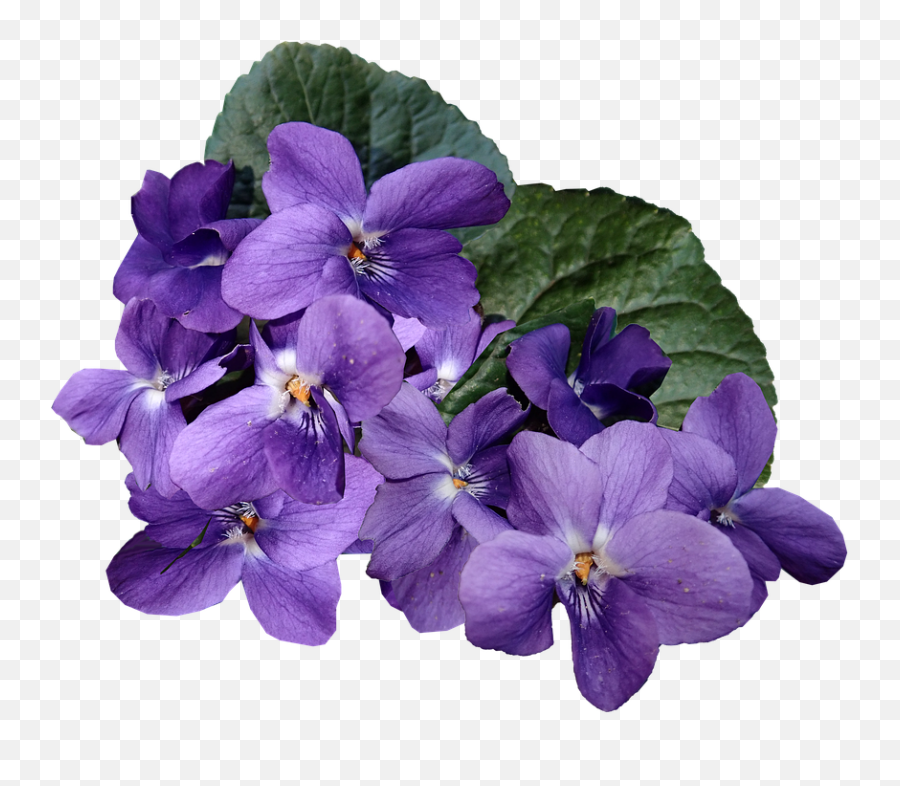 Flowers Purple Violets - Blue Violet Png,Violets Png