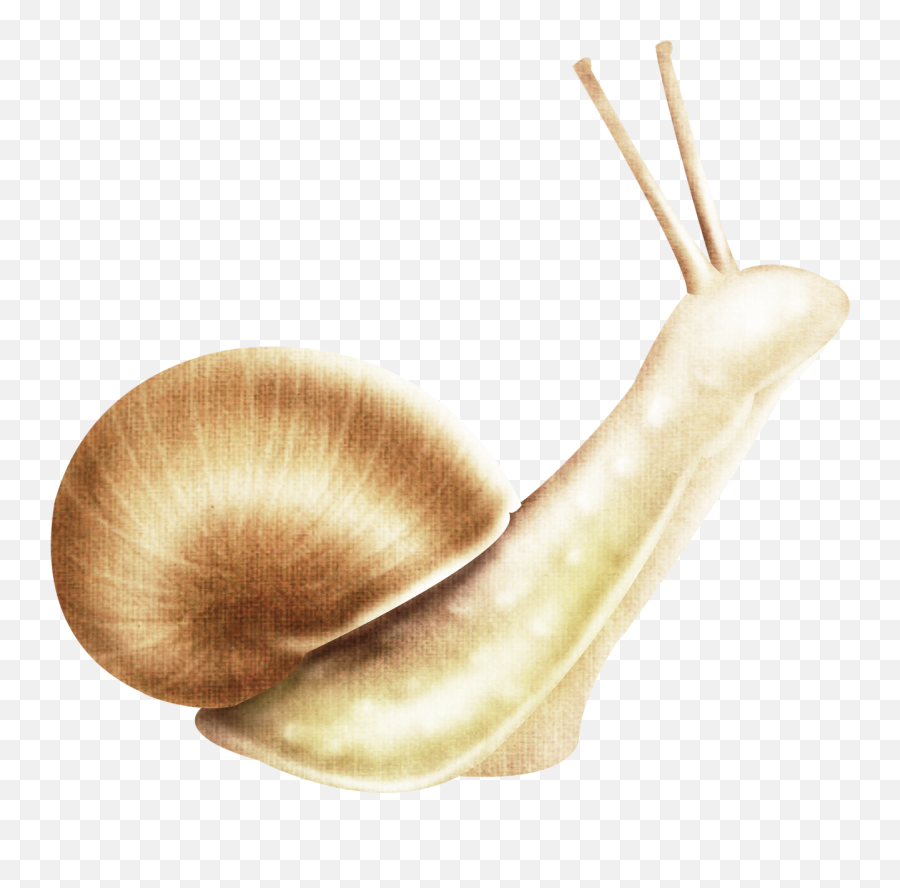 Snail Download Transparent Png Image - Gastropods,Snail Transparent