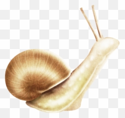 Snail Download Transparent Png Image - Gastropods,Snail Transparent