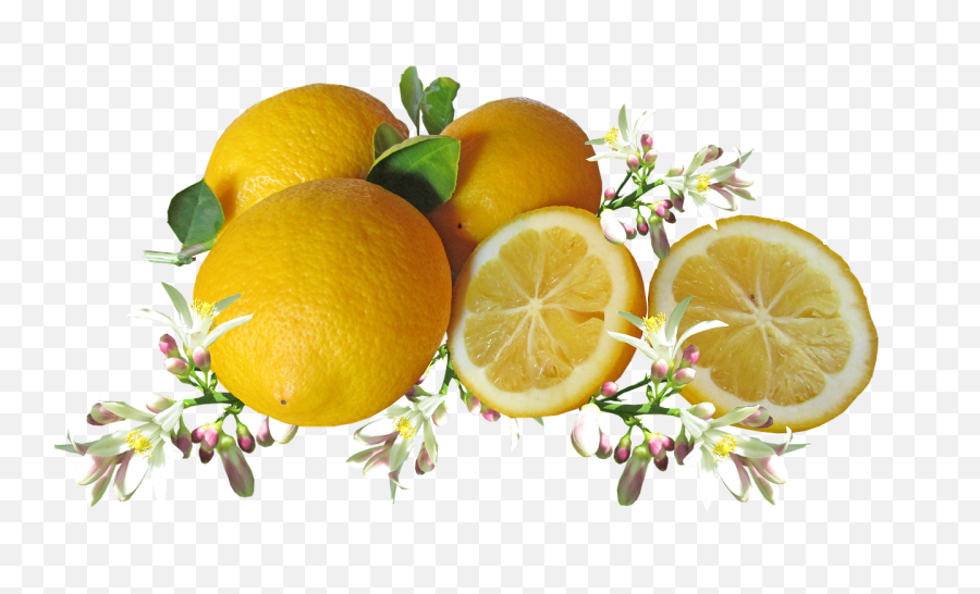 Download Free Png Lemons Citrus Fruit - Citricos Png,Lemons Png