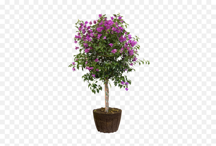 Elho - Bougainvillea Png,Bougainvillea Png