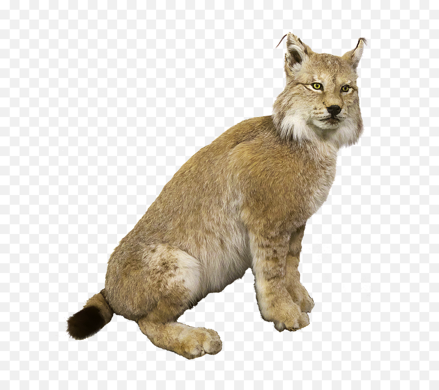 Lynx Eurasischer Cat - Hiúz Png,Lynx Png