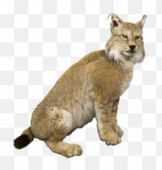Lynx Eurasischer Cat - Hiúz Png,Lynx Png